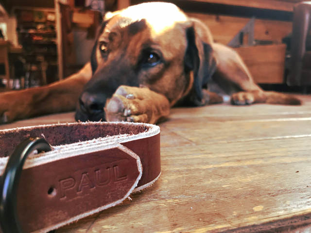 Rover the shop dog looking at the leather dog collar