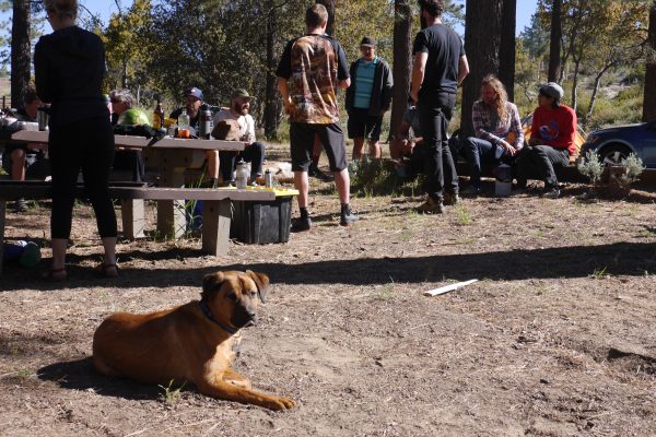 Rover keeping an eye out for scraps