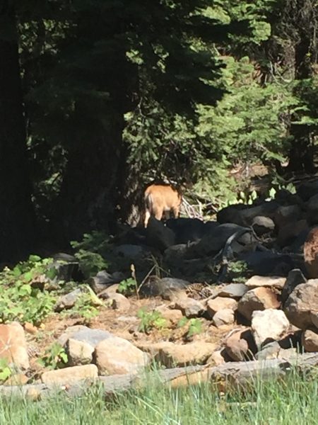 Chris came across a deer. 