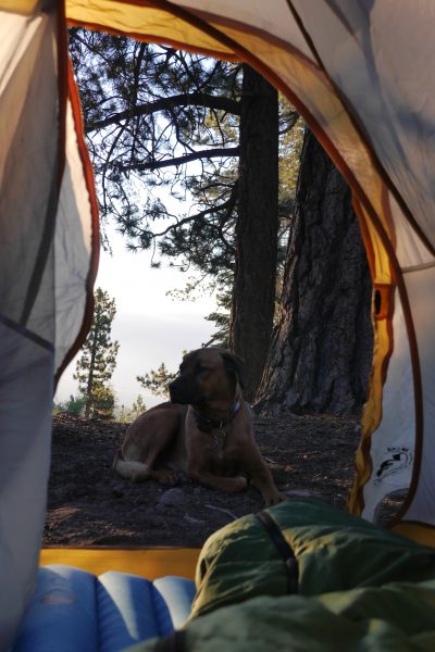 Rover in front of the tent.