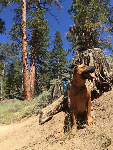 Rover on the trail