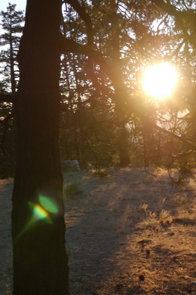 We camped on Mt Pinos of UnPredict Your Wednesday