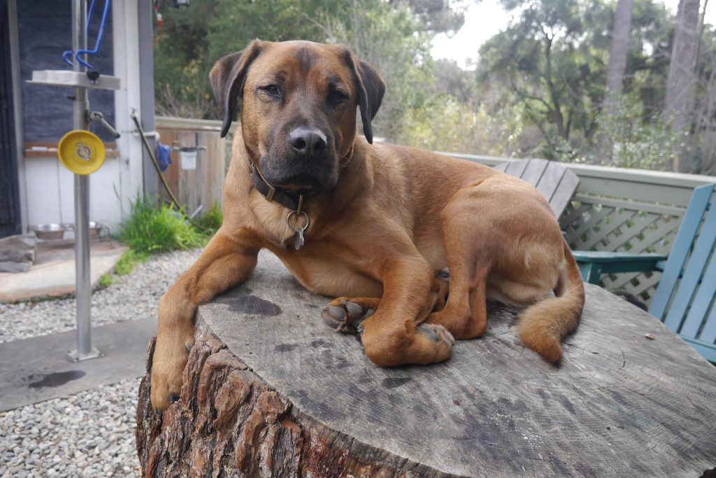 Rover Shop Dog on the relax. 