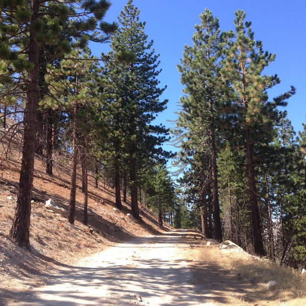 Alamo Mountain Camp and Bike