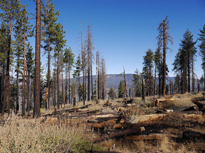 Alamo Mountain Camp and Bike