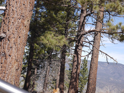 Alamo Mountain Camp and Bike