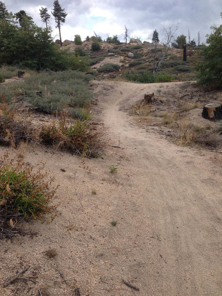 Big Bear Lake Adventure in the Woods