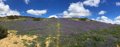 Carrizo Plain National Monument Bikepacking Adventure