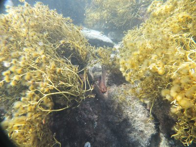 Catalina Island Bikepacking Adventure