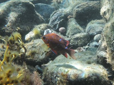 Catalina Island Bikepacking Adventure