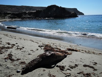 Catalina Island Bikepacking Adventure