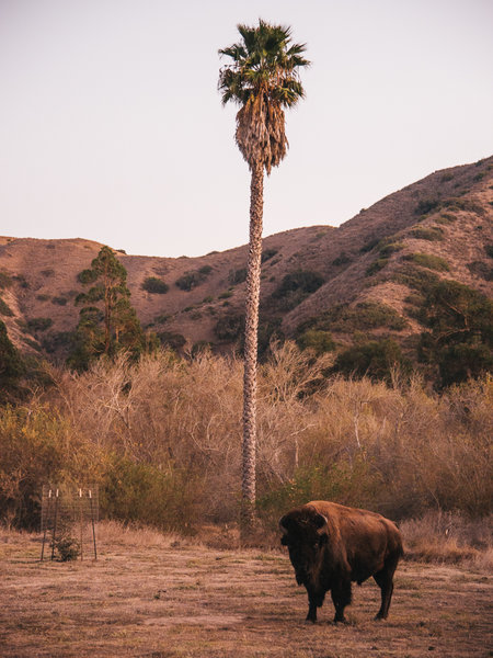 Catalina Island Campout with Surly Bikes