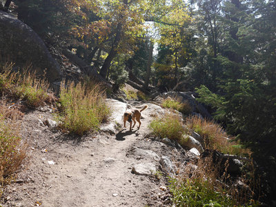 Idyllwild Camping Trip Adventure