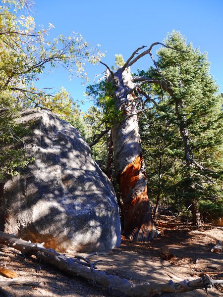 Idyllwild Camping Trip Adventure