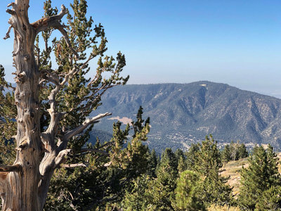 Intergalactic Surly Day Campout in Mount Pinos, CA