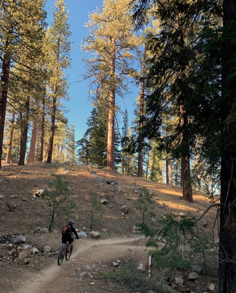 Intergalactic Surly Day Campout in Mount Pinos, CA