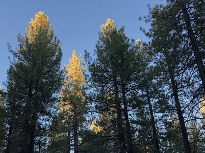 Intergalactic Surly Day Campout in Mount Pinos, CA