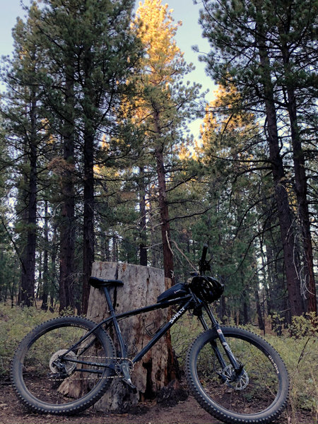 Intergalactic Surly Day Campout in Mount Pinos, CA