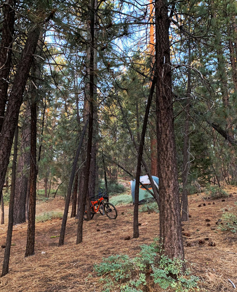 Intergalactic Surly Day Campout in Mount Pinos, CA