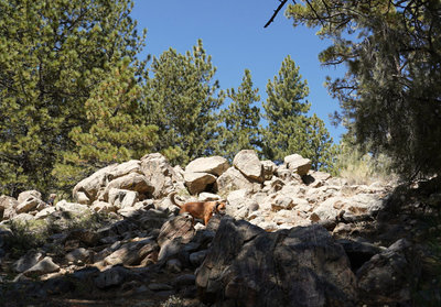 Intergalactic Surly Day Campout in Mount Pinos, CA