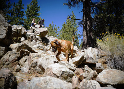 Intergalactic Surly Day Campout in Mount Pinos, CA