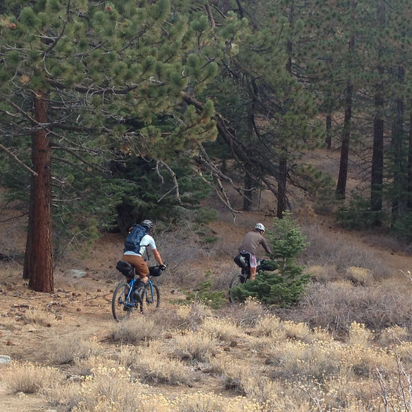 Mount Pinos Biking and Camping Adventure