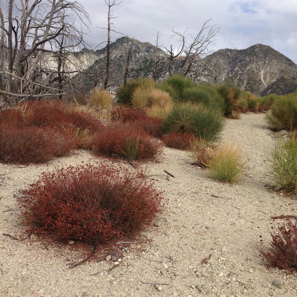 Mount Wilson Camping Adventure