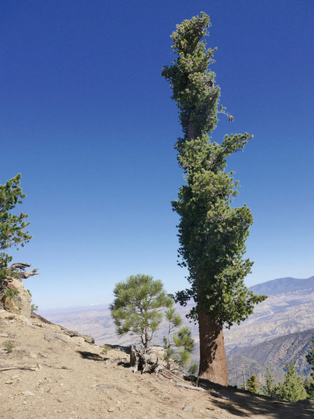 Pine Mountain Reyes Peak Hiking Trip